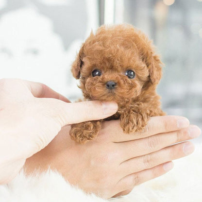 Interactive puppy toy with realistic movement